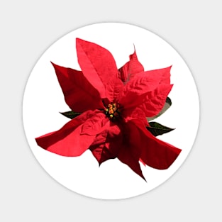 Poinsettia Magnet